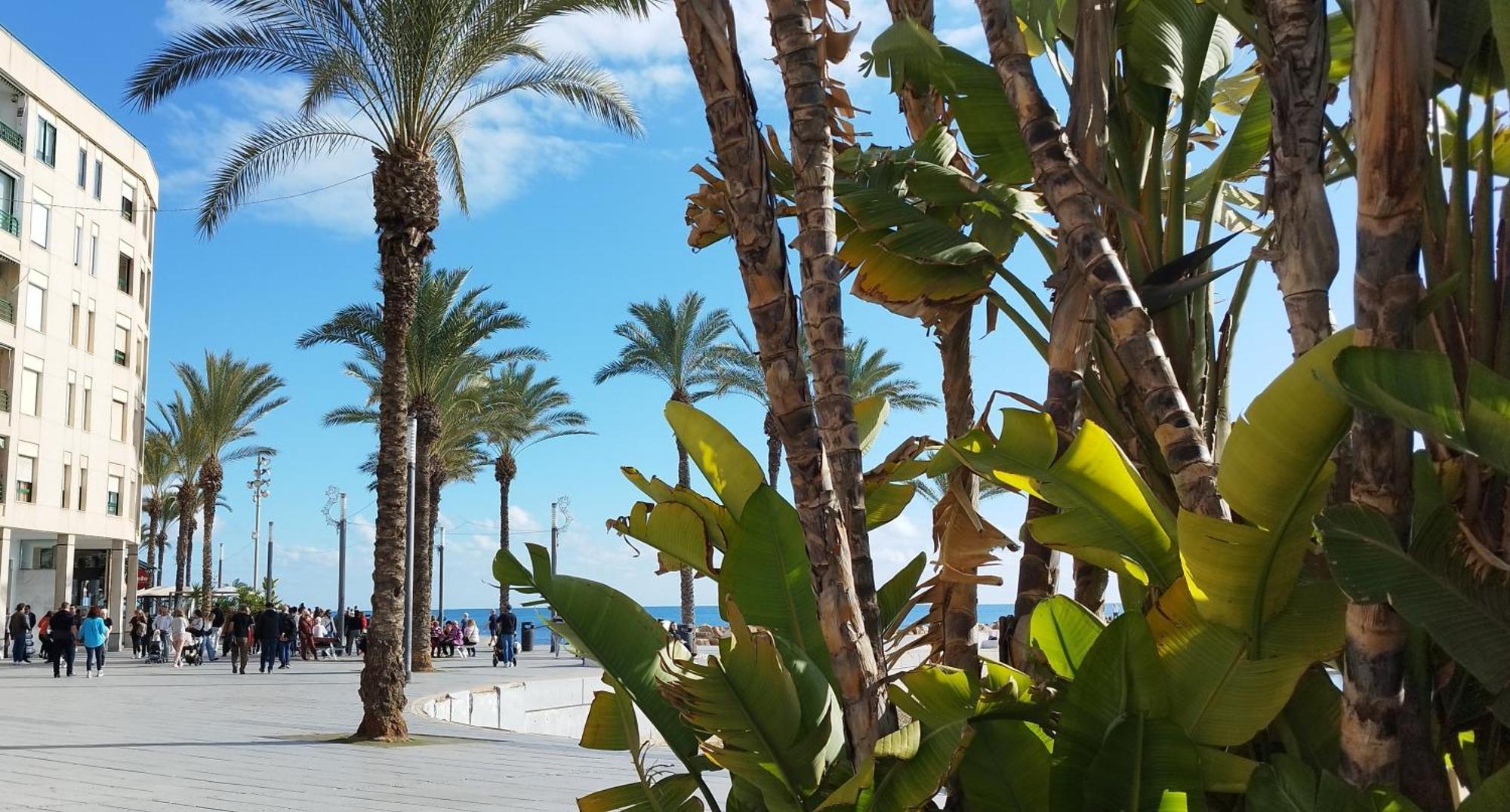 Seaview Playa Del Cura 50M Torrevieja Citycentre Apartment Exteriör bild